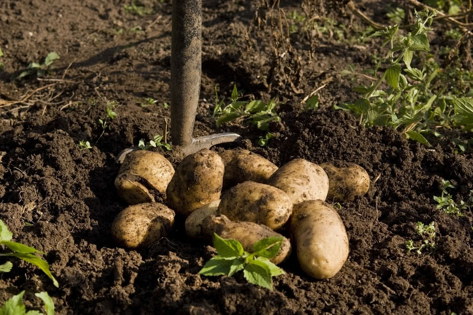 Урожай картофеля.