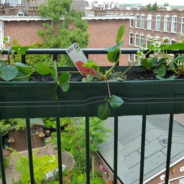 клубника на балконе