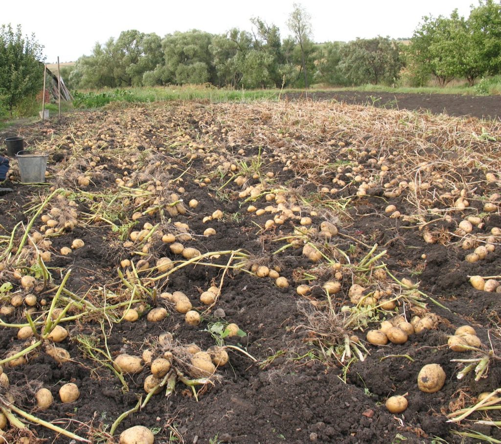 Сбор урожая картофеля
